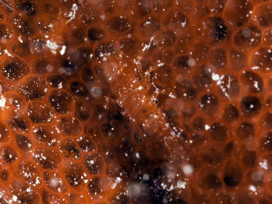 Gelastocaris paronae